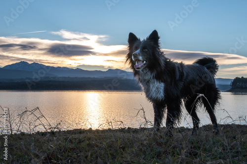 Border Collie in Lac de Montbel, Ariège, France