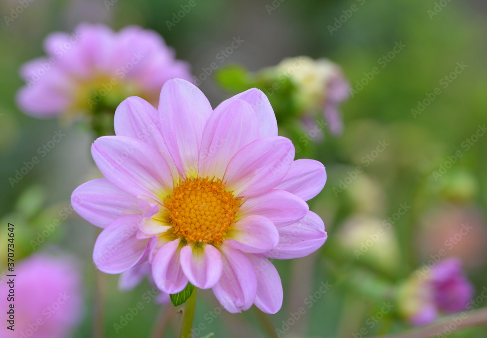 Obraz premium Dahlia