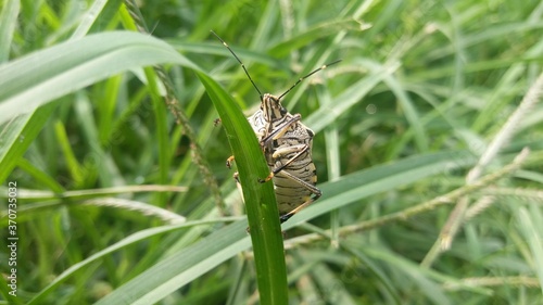 insect on grass