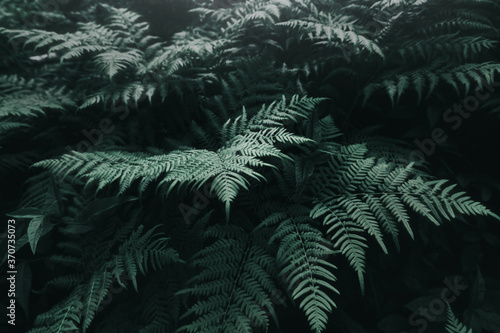 Abstract close-up view of a fern leaf. Concept of green virgin and fresh nature