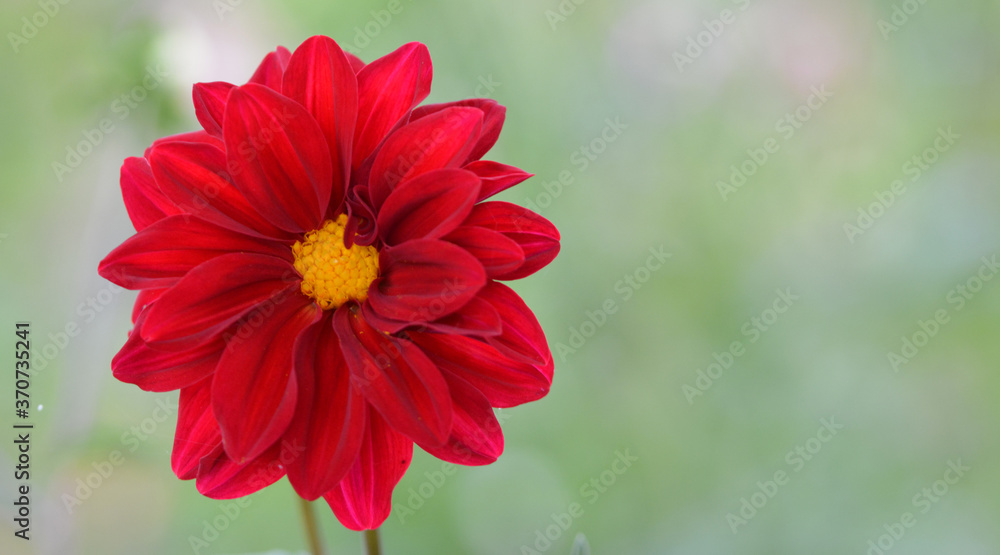 Dahlia Dahlia