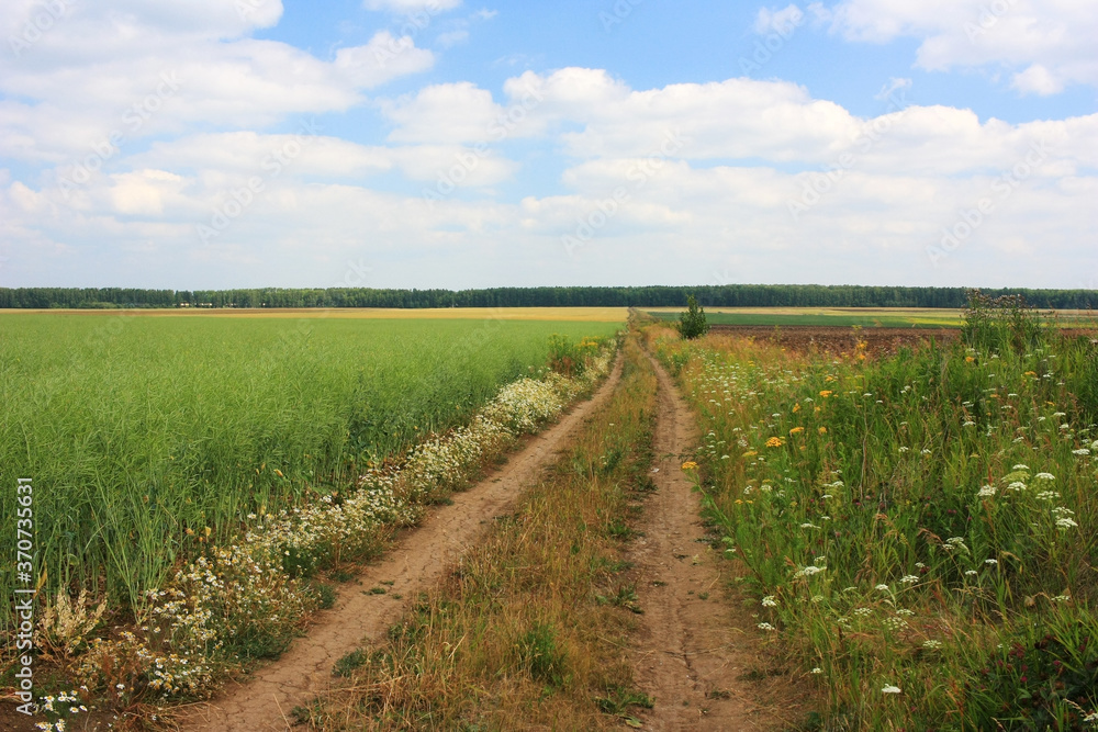 Country dirt road in a green field