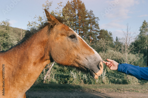 woman with her hand stroking and caressing a horse in nature. The concept of the relationship between man and animals