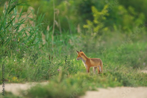Fototapeta Naklejka Na Ścianę i Meble -  Young Red Fox - Vulpes Vulpes