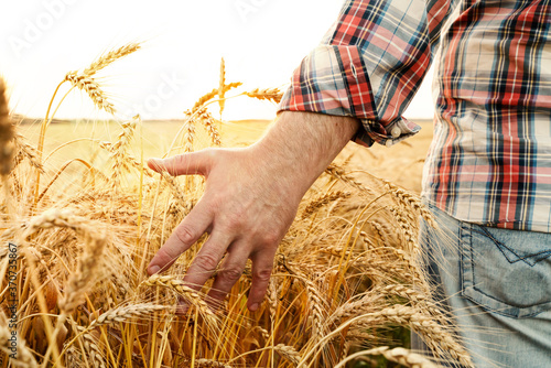 The hand touches the ears of barley. Farmer in a wheat field. Rich harvest concept