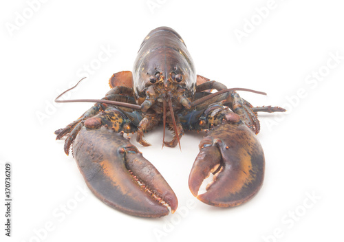 American lobster isolated on white background