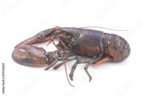 Raw american lobster isolated on white background