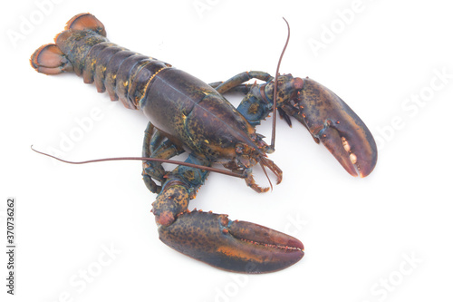 Raw lobster isolated on white background