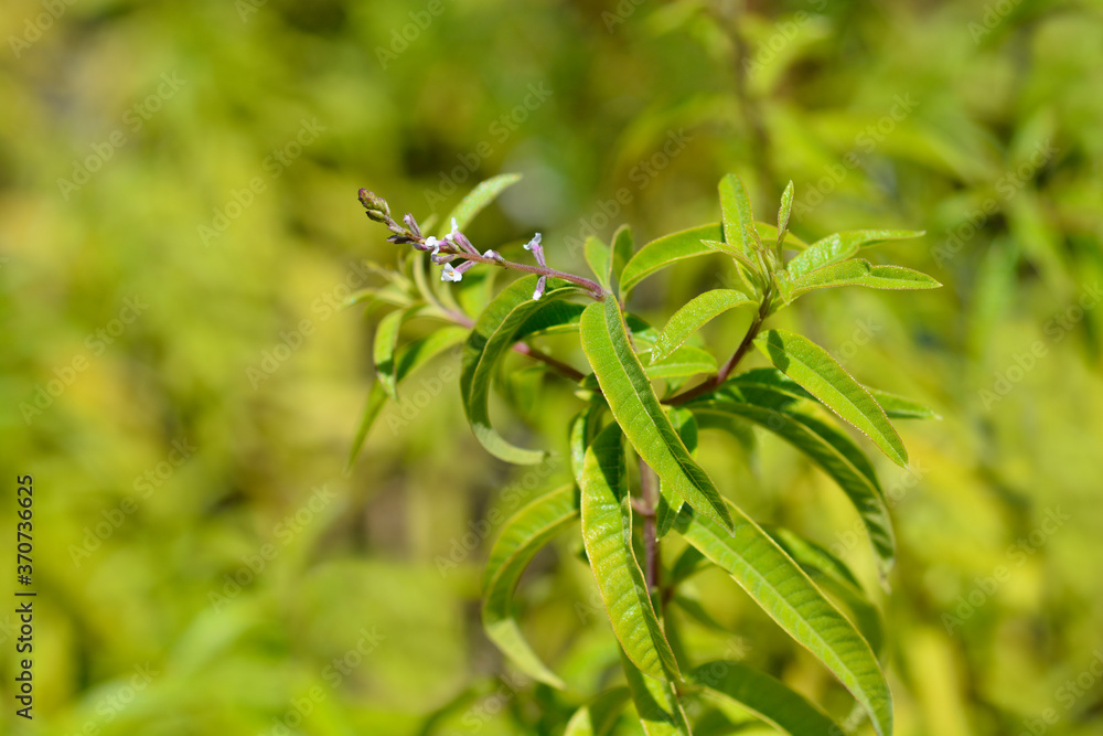 Obraz premium Lemon verbena
