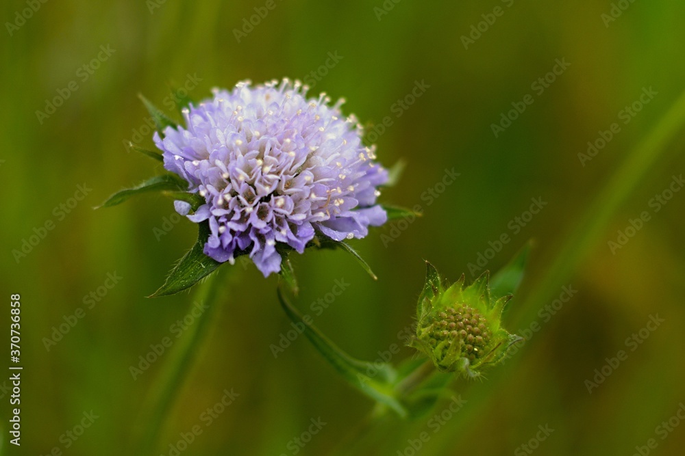 A Fairytale Close-up Shot Of The Wildflower In The Magical Czech Summer Meadow A Fairytale Close-up Shot Of The Wildflower In The Magical Czech Summer Meadow