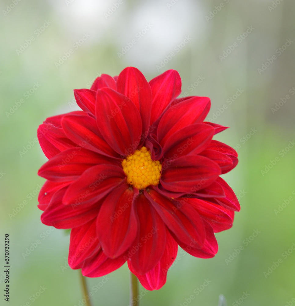 Obraz premium Dahlia