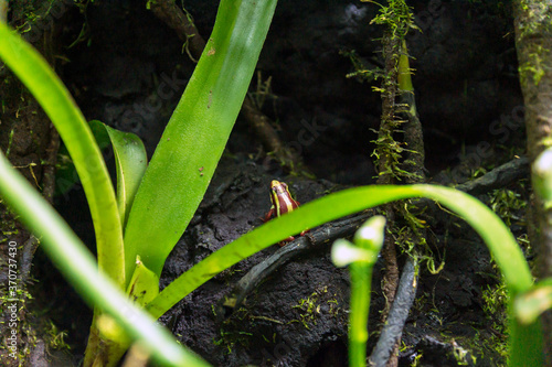 phantasmal poison frog, prostherapis tricolor amphibian photography. photo