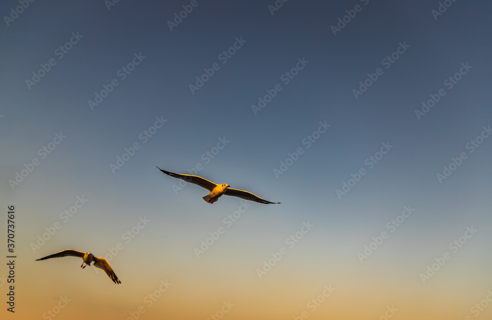 Fototapeta premium Seagulls flying spread wings in the sky at evening. Space for text, No focus, specifically.