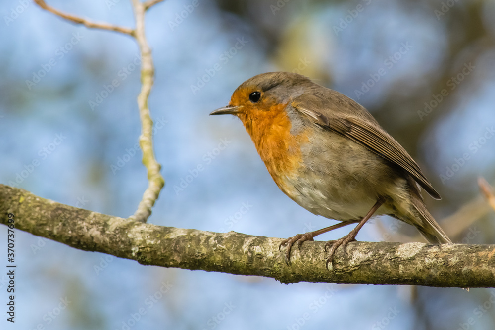 Fototapeta premium Petirrojo