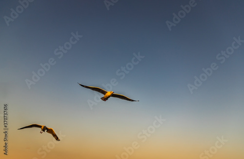 Seagulls flying spread wings in the sky at evening. Space for text  No focus  specifically.