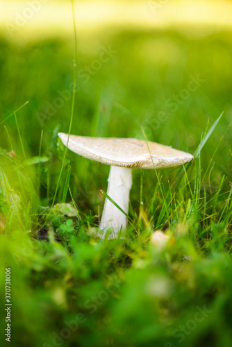 Close-up photo of a white mushroom