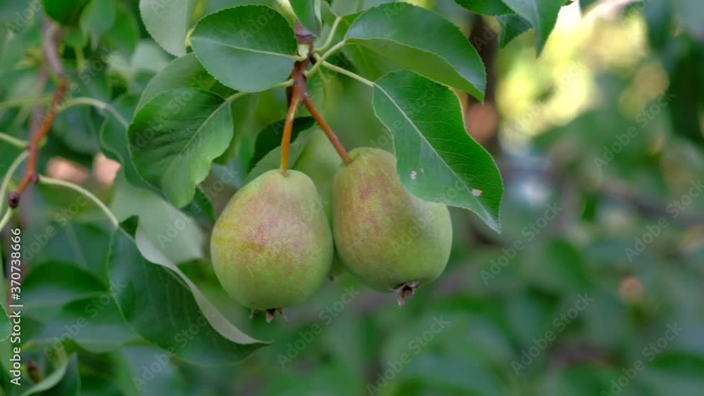 Beautiful ripe pears in the morning drops dew on tree in the garden. 4k. Concept of gardenings and fruit as food. Beautiful ripe pears in the morning drops dew on tree in the garden. 4k. Concept of gardenings and fruit as food.
