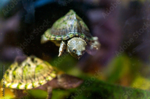 razor-backed musk turtle, Sternotherus carinatus reptile portrait. photo