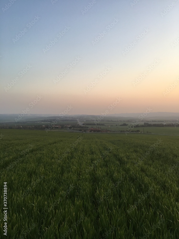 sunset over the field