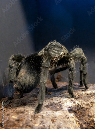 Mexican red knee tarantula, Brachypelma Smithi closeup photo.