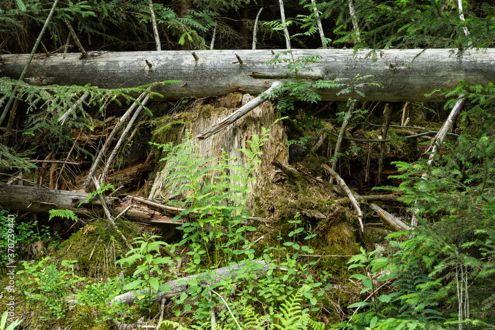 Fototapeta premium Umgetürzter Baumstamm im Wald
