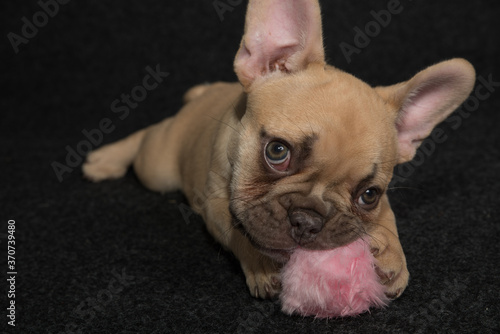 Portrait of a french bulldog puppy on a black background.
