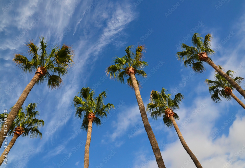 Palm trees on a blue cloudy sky background on a tropical beach.Vacation or travel concept with space for text.