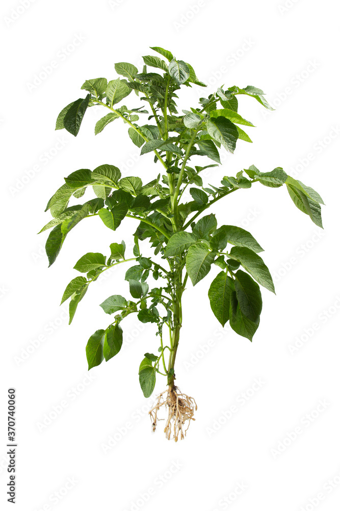 potato plant isolated on white background