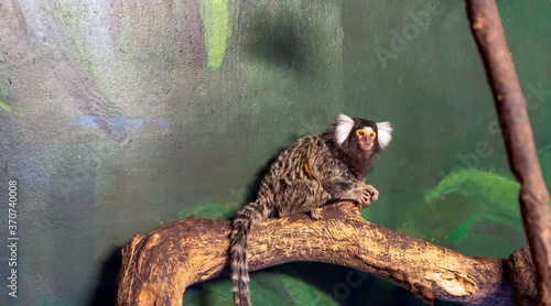 common marmoset, Callithrix jacchus primate portrait. photo