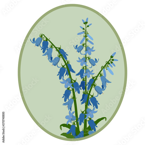 Vector illustration of campanula in a frame.
