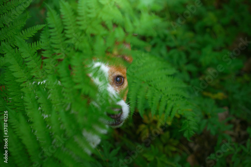 dog in the fern. Jack russell terrier hiding behind the leaves