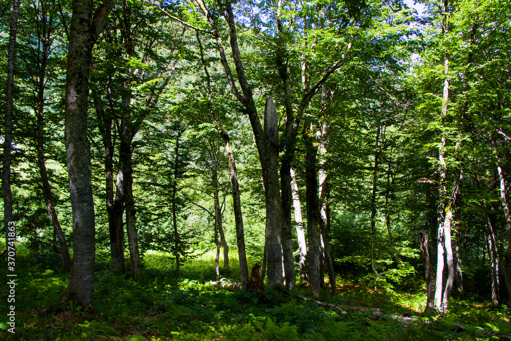 Forest view and landscape in Svaneti, Georgia Forest view and landscape in Svaneti, Georgia