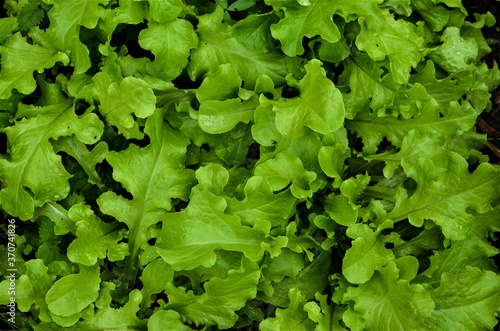 Gentle green leaves of young lettuce. Background.