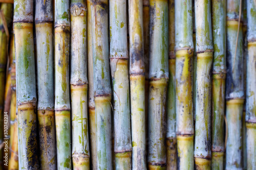 bundle of sugarcane plant just harvested  photo