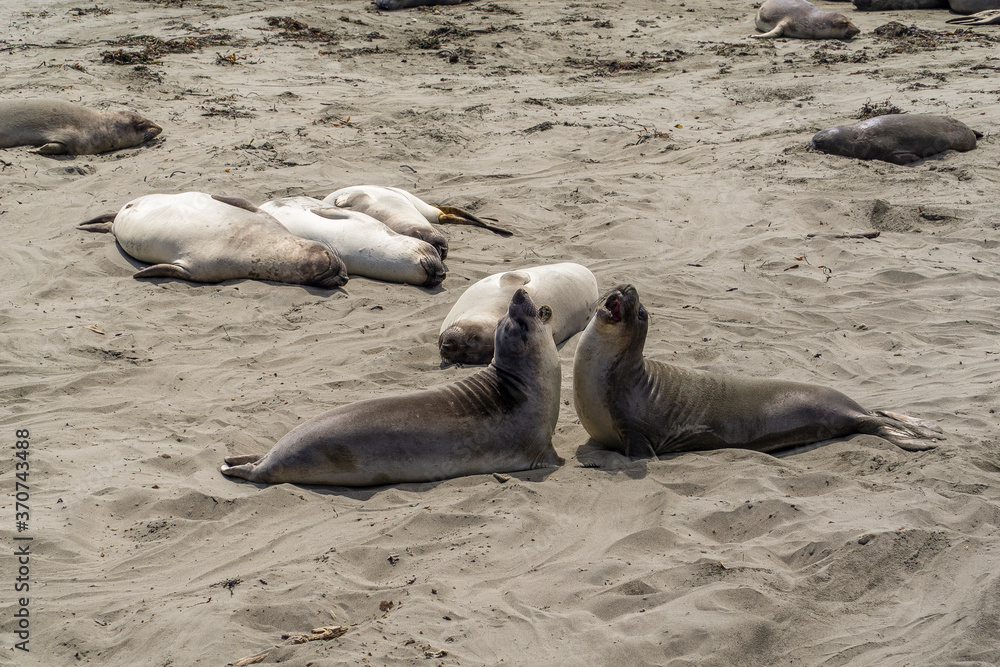 Fototapeta premium California on the way to Carmel, sealion colony