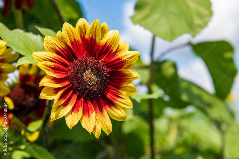 A ring of fire sunflower shown up close with it's vivid yellow and red petals with a chocolate colored center. A ring of fire sunflower shown up close with it's vivid yellow and red petals with a chocolate colored center.