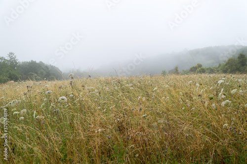 Wild Carrot blooming on summer meadow