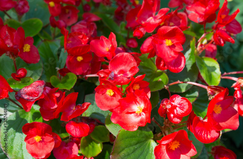 red flowers in the garden