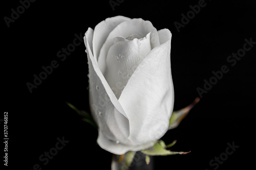 A white rose on a black background. Close up