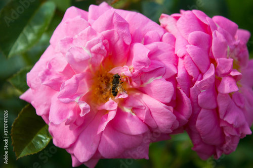 pink and red roses