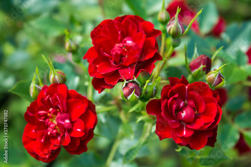 pink and red roses