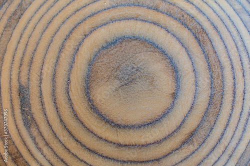 Annual rings on a tree cut. Concept of natural background.