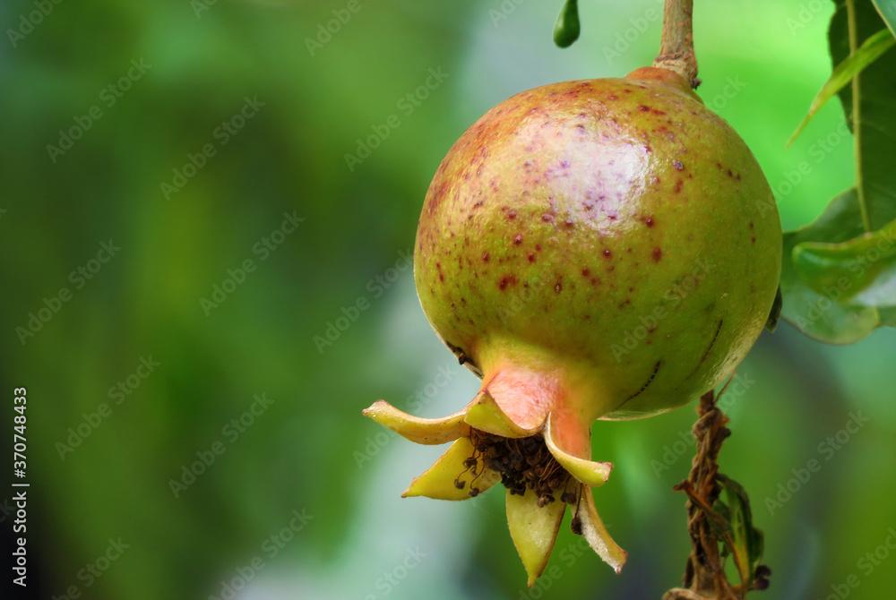 pomegranate fruit,fruit on the branch. pomegranate fruit,fruit on the branch.