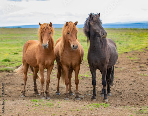 Fototapeta Naklejka Na Ścianę i Meble -  Beautiful Icelandic horses