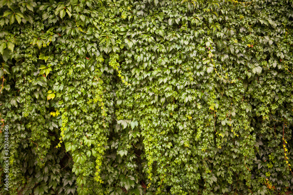 wilder Wein Hintergrund wilder Wein Hintergrund