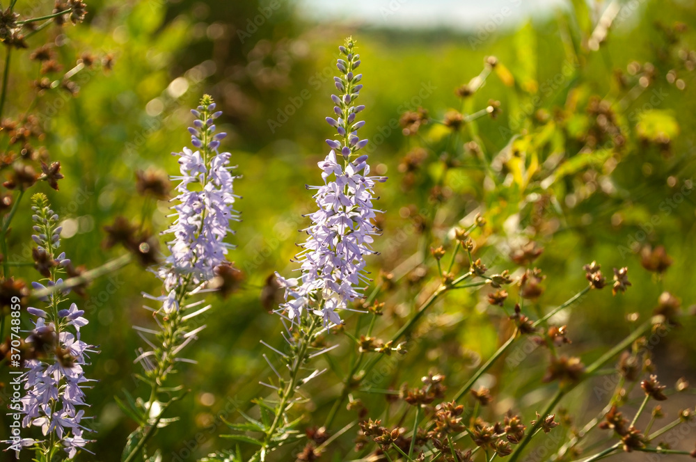Fototapeta premium blue lupins bloom in the field