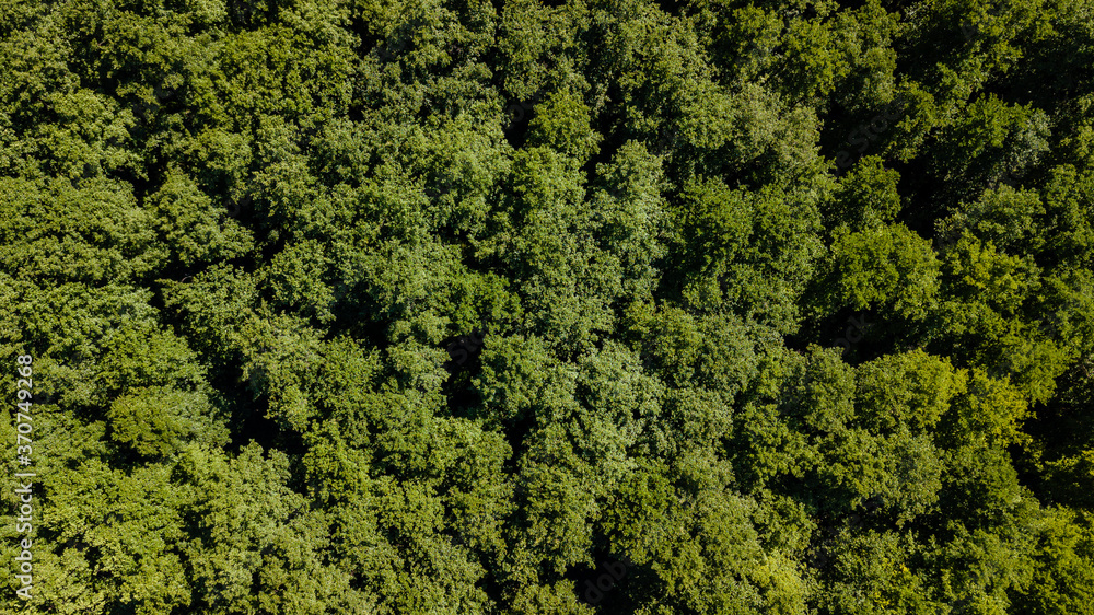Aerial view from drone of a lush green forest or woodland