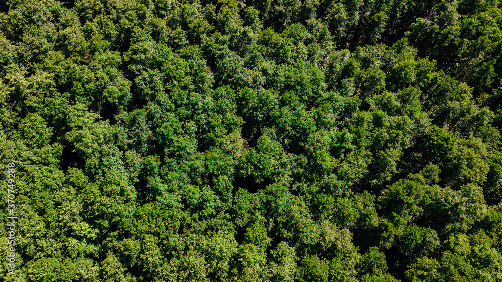 Aerial view from drone of a lush green forest or woodland Aerial view from drone of a lush green forest or woodland
