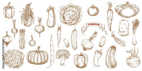 Vegetables sketch food farm doodle icons, broccoli, tomato and carrot, vector. Hand drawn vegetables and salad food, onion, eggplant and garlic, radish, cauliflower, potato and pepper veggies sketch