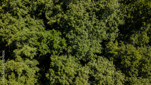 Aerial view from drone of a lush green forest or woodland